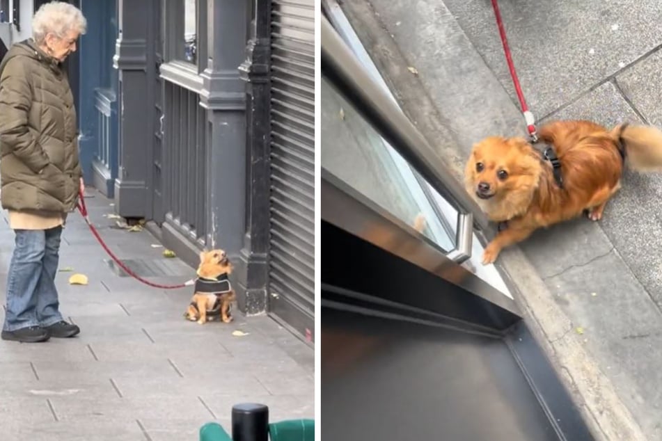 Hund wartet vergebens über zehn Minuten vor bestimmter Tür: Sein Grund lässt Herzen schmelzen