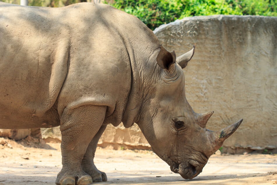 Researchers are using the fitness tracker-like device to see if they can improve how they care for rhinos in captivity (stock image).