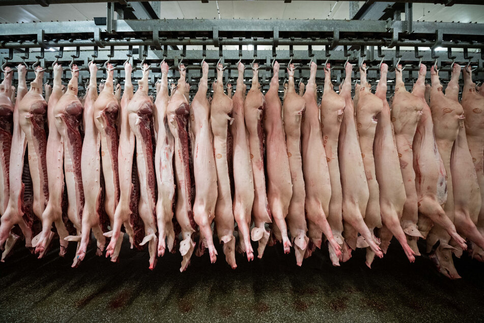 Halbe Schweine hängen in einem Schlachthof an Haken.