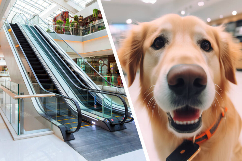 "Keine Seltenheit": Hunde immer wieder bei Shopping-Touren erdrosselt