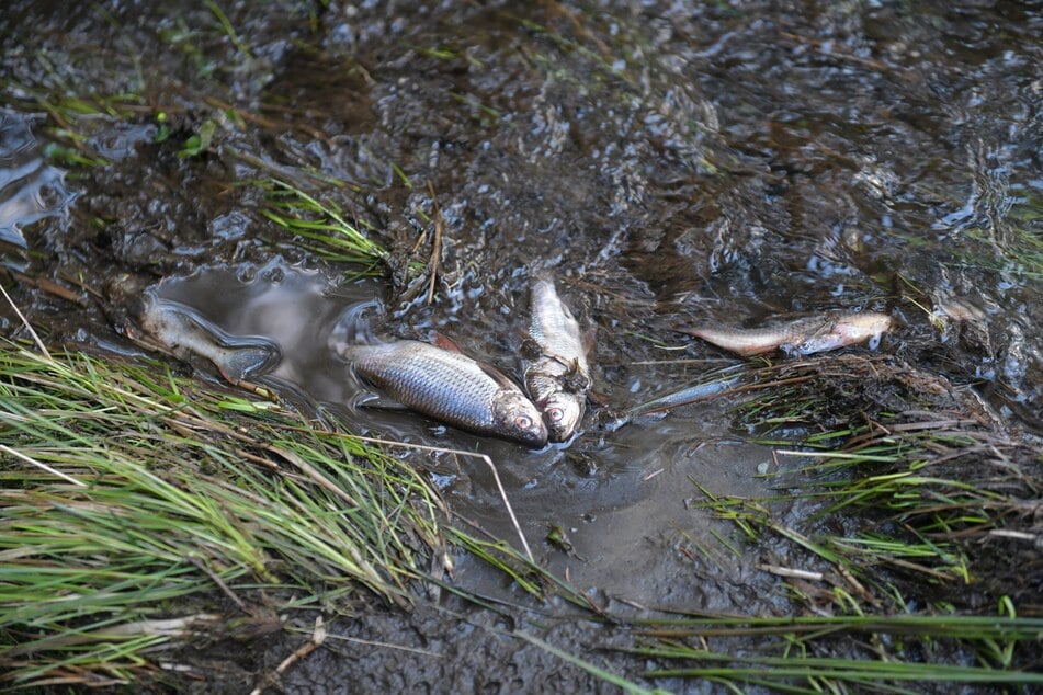Die Fische konnten nicht wie geplant abgefischt werden, verendeten am Boden.