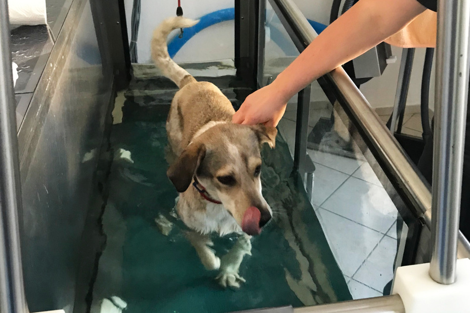 Bei der Physiotherapie auf dem Wasserlaufband machte Yumiko nach der OP große Fortschritte.