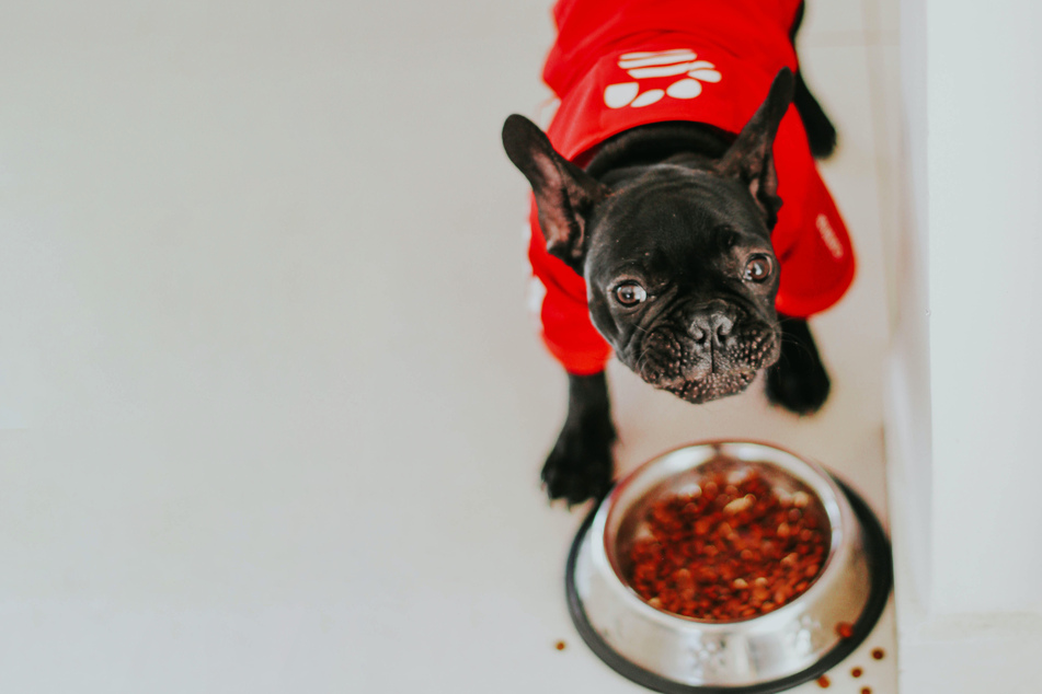 Wet vs. dry dog food: What is the best dog food?