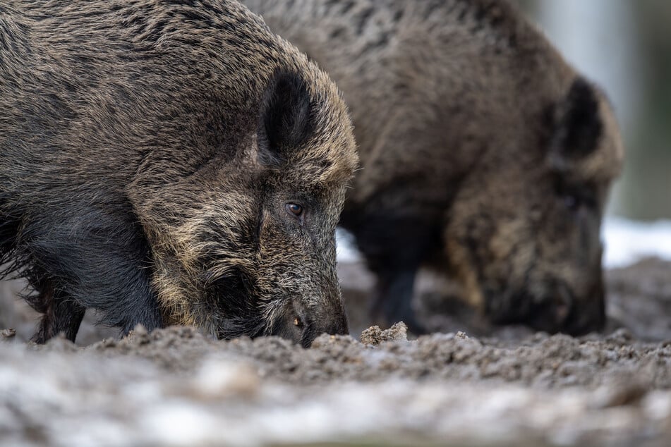 Wildschweine können das ansteckende Virus in sich tragen und weiterverbreiten. (Symbolfoto)