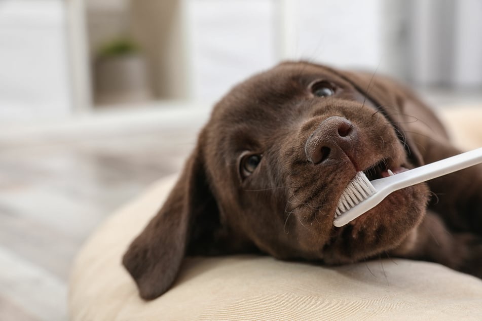 Bereits im Welpenalter lassen sich Hunde gut an die Zahnbürste gewöhnen.