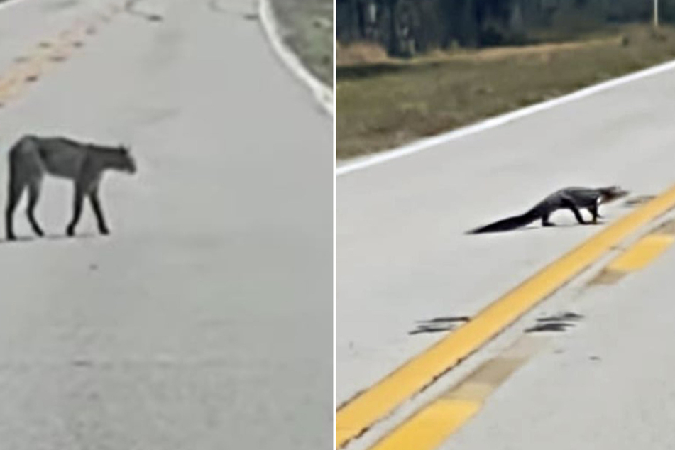 Florida woman's encounter with alligator gets even crazier with rare wild cat cameo!