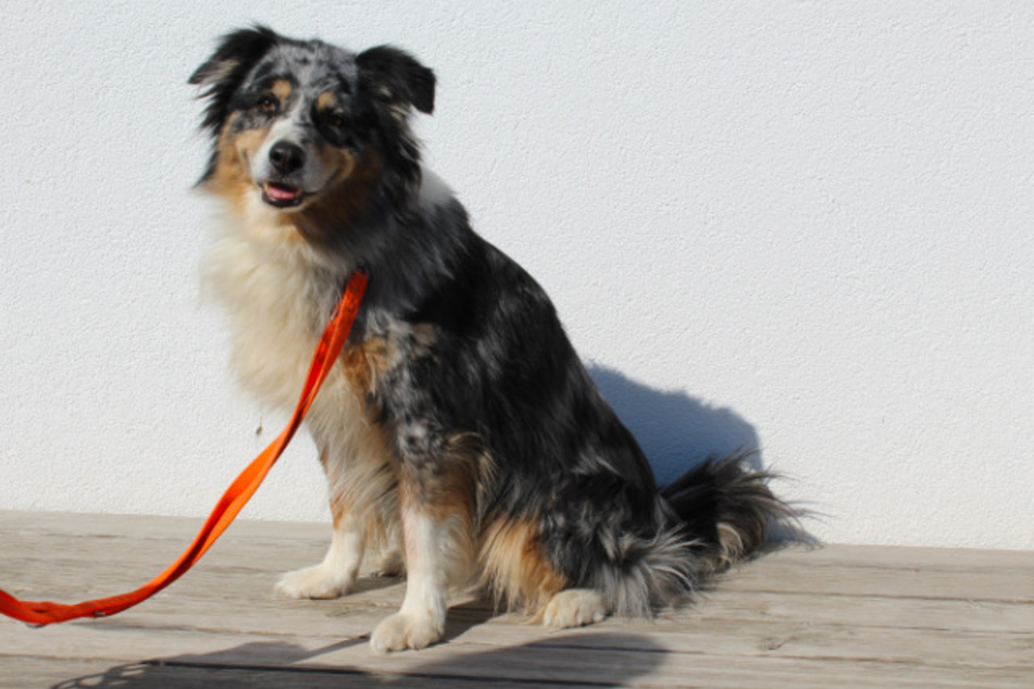Border-Collie-Mix Taylor.