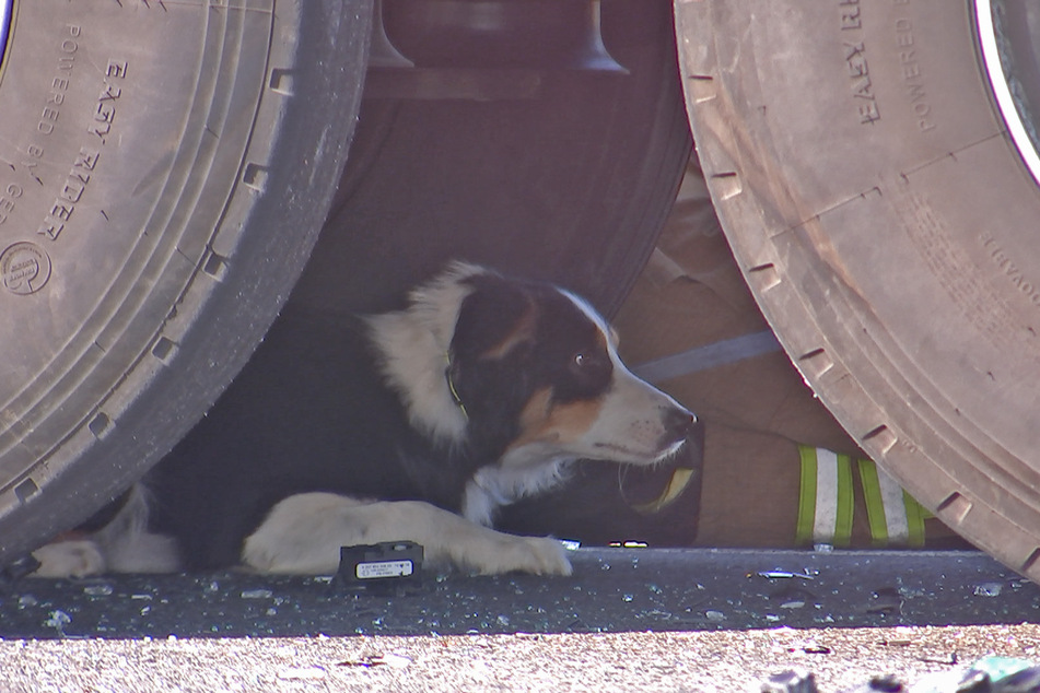 Nach dem Unfall versteckte sich der Hund des schwerverletzten Mannes unter dem Lkw, wurde mühevoll herausgelockt.