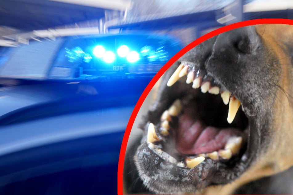 Der Hund der Frau schlug den Angreifer in die Flucht. (Symbolbild)