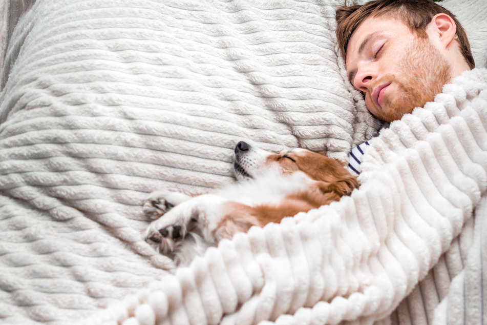 Mit dem Hund im Bett schlafen? Kann durchaus gefährlich sein!