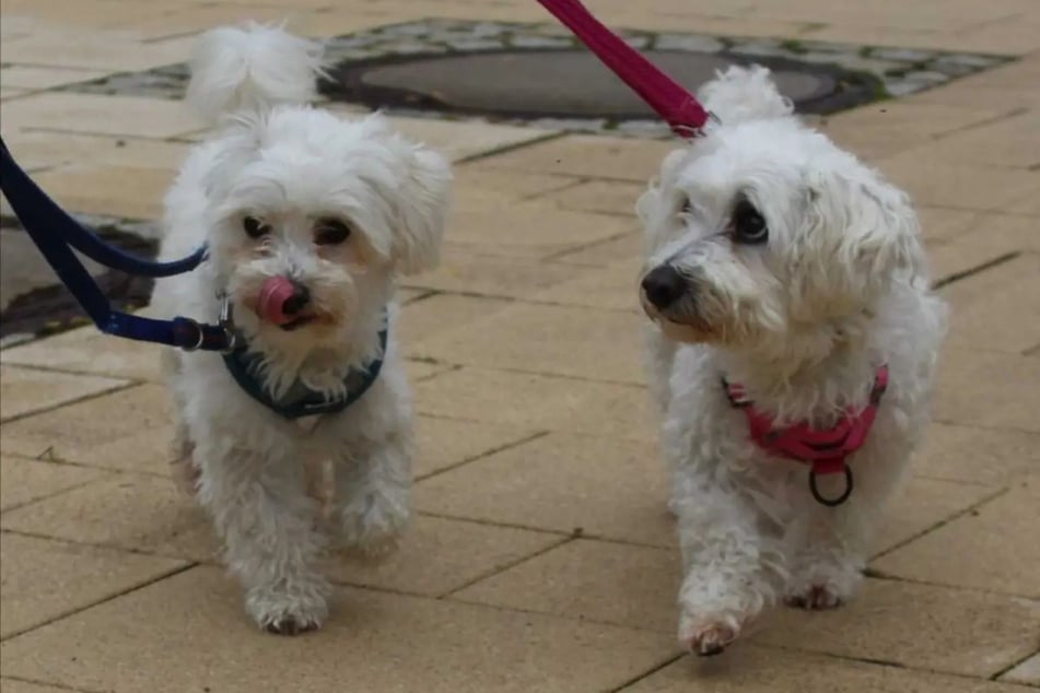 De twee honden willen graag samen worden geadopteerd.