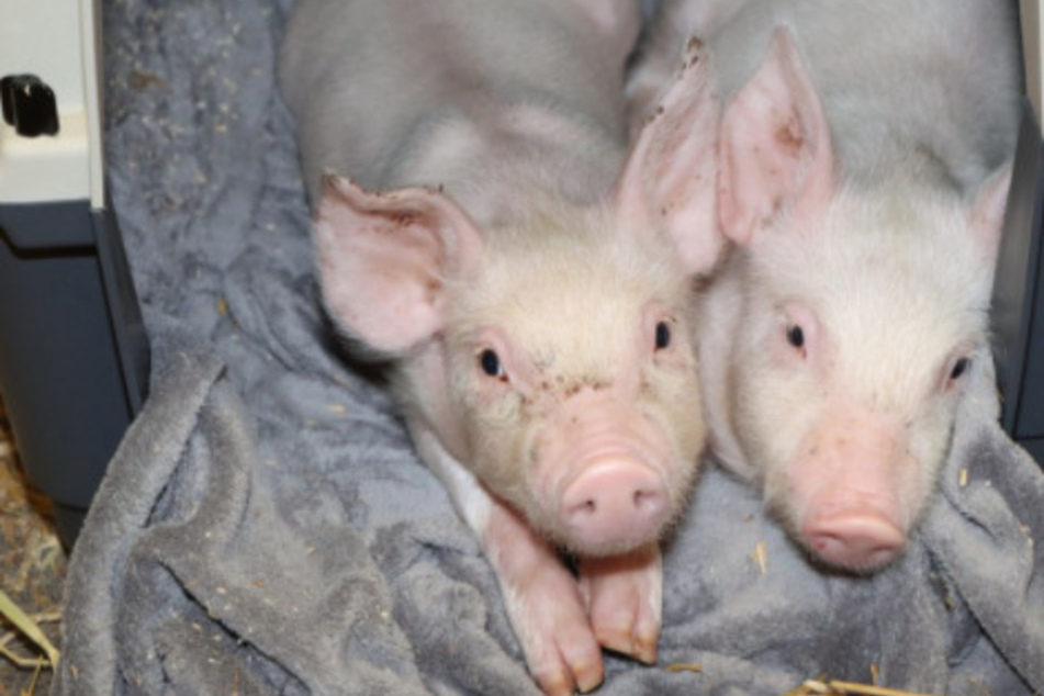 Hat ein Bauer Schweine aus Protest ausgesetzt? Ferkel in Kiste gefunden