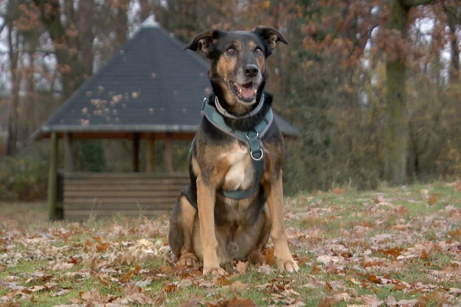 Rüde Spike aus dem Tierheim Satuelle sucht sein Happy End.