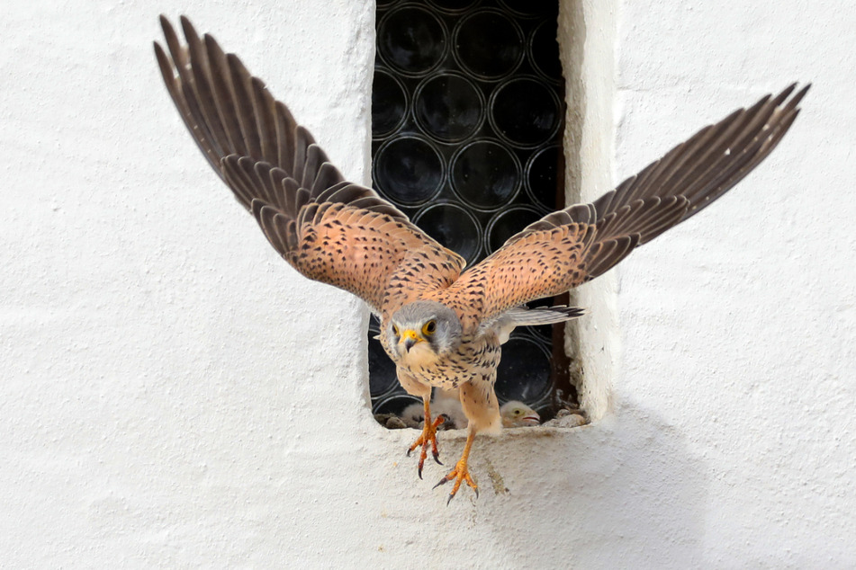 Ein diebischer Falke war im Kreis Rastatt unterwegs. (Symbolbild)