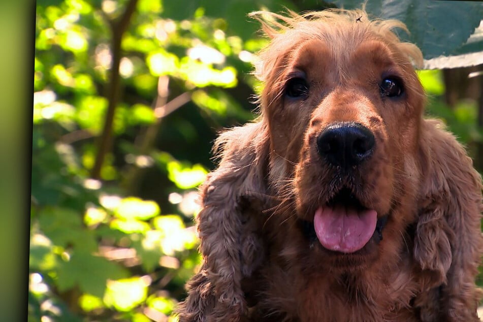 Hund eifersüchtig aufs Baby! Junge Familie trifft herzzerreißende Entscheidung