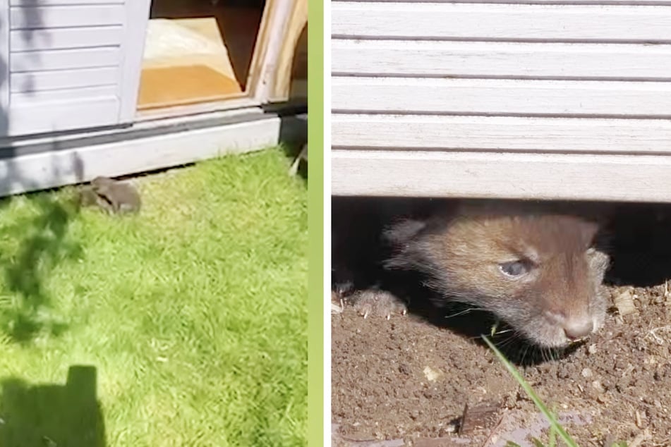 Ein Anwohner hatte in seinem Garten verwaiste Fuchsbabys entdeckt.