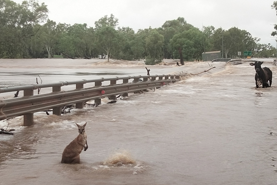 Ein Känguru und eine Kuh haben sich auf einen überfluteten Highway verirrt.