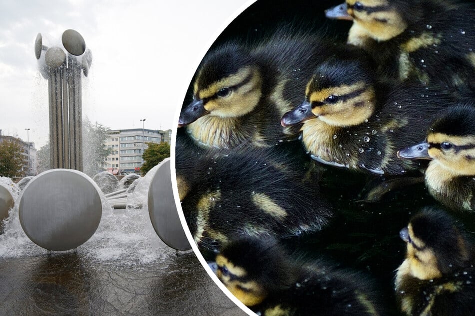 Nahe dem Kölner Ebertplatz ist am Dienstag (23. April) eine Enten-Familie in Not geraten (Symbolbild).