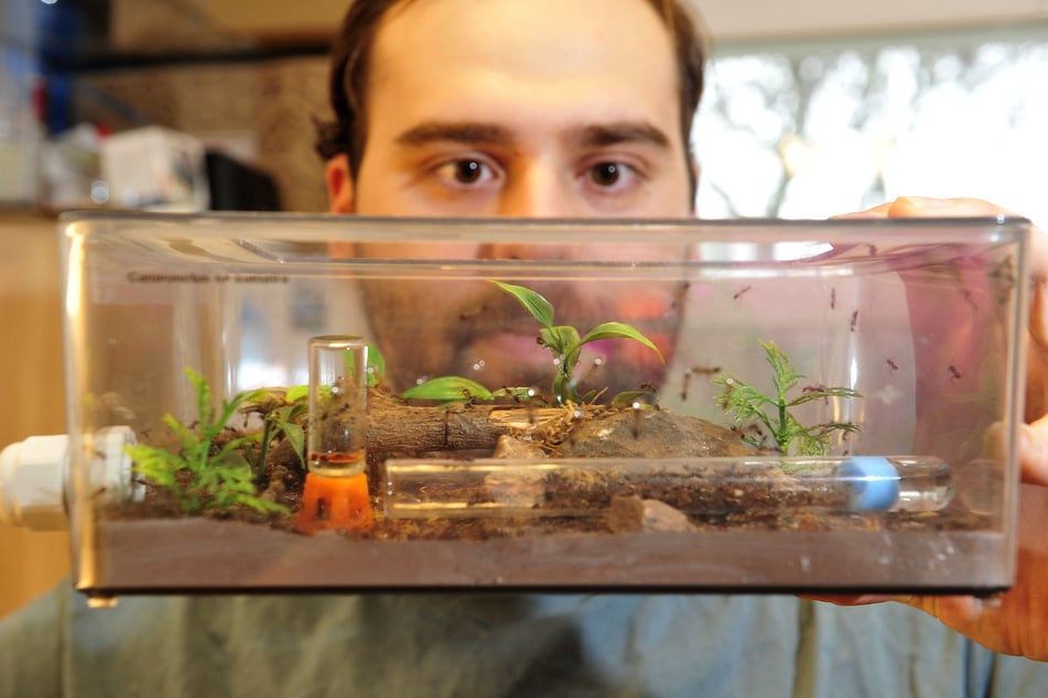 Sebastian Brück (30) zeigt ein Ameisen-Terrarium.
