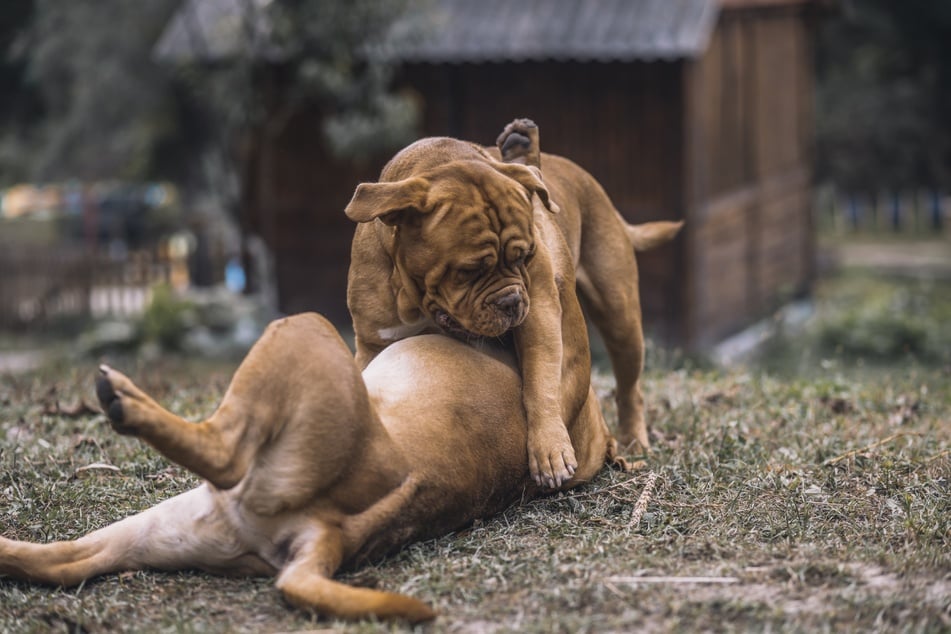 Trotz homosexueller Handlungen müssen Hunde nicht schwul bzw. homosexuell sein.