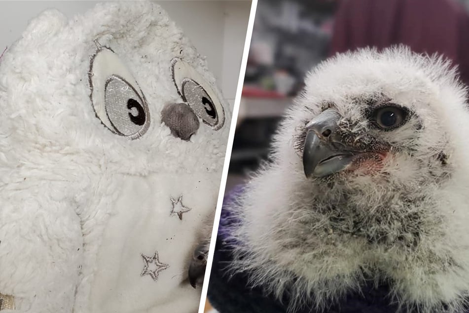 Baby owl's reaction to stuffed toy melts rescuers' hearts!