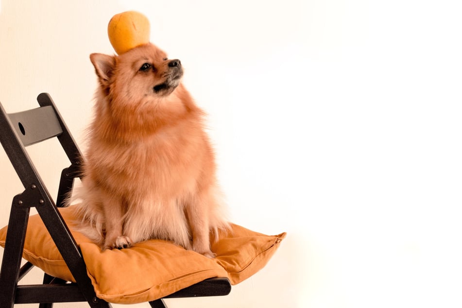 Citrus fruits like oranges and mandarins are not toxic to doggos, but also not ideal.