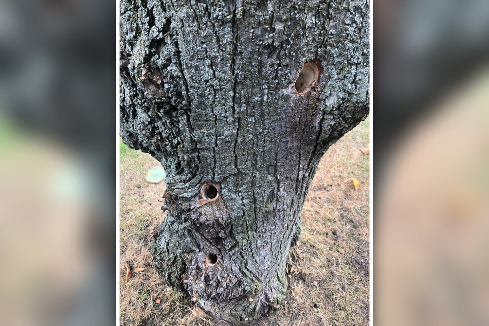 Durch in den Baumstamm gebohrte Löcher könnte Gift eingebracht worden sein.