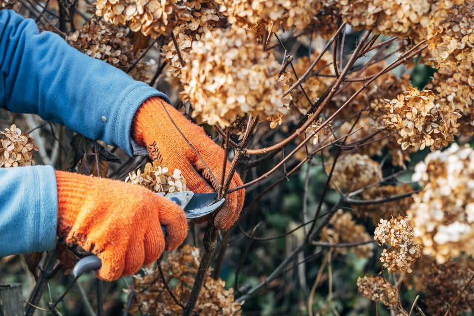 Bestimmte Hortensien sollte man vor dem Überwintern zurückschneiden.
