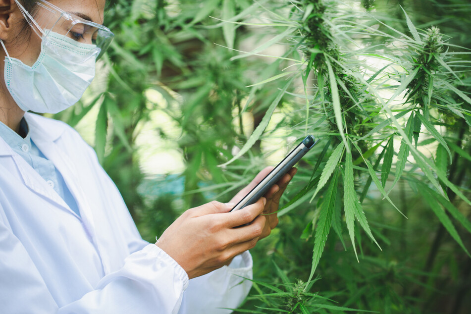 Deutsche Polizeigewerkschaft gegen Cannabis-Legalisierung?