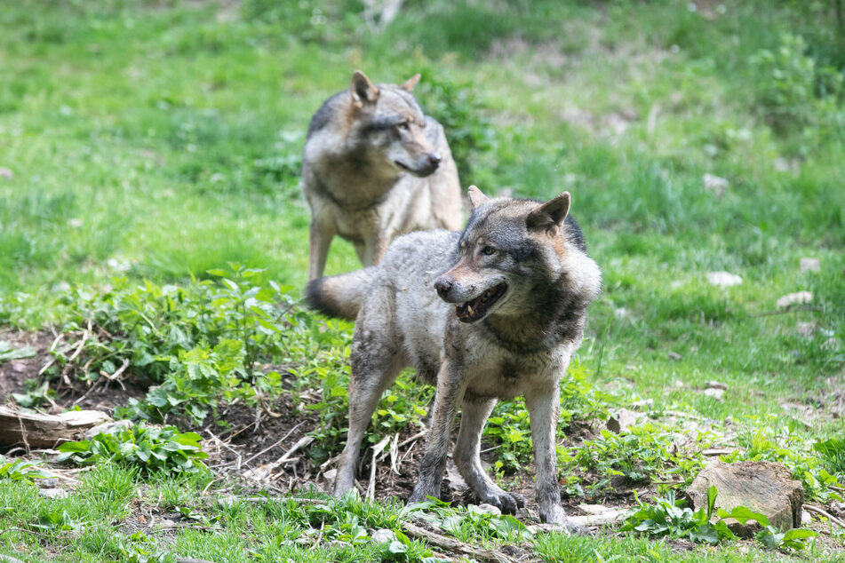Zwei der Wölfe im ALPHA-Park. (Archivbild)