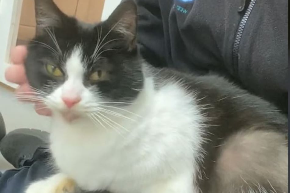Sarina the cat had to hold out for almost 250 days, but now she's finally going off to live the good life!