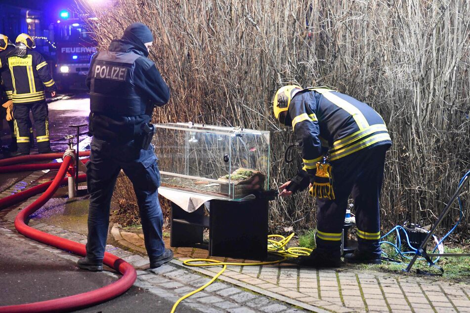 Auch Schildkröten mussten vor den Flammen in Sicherheit gebracht werden.