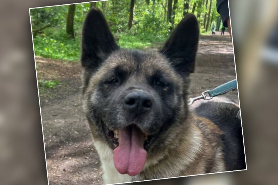Für die neunjährige Hündin suchen die Tierretter nach Menschen, die Erfahrung im Umgang mit Akitas haben.