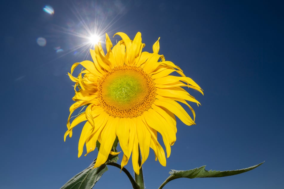 Kein Wölkchen am Himmel, aber dafür Hitze gab es am Freitag. (Symbolbild)