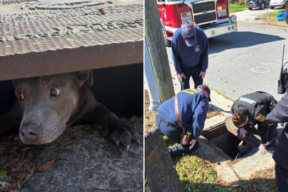 Der 15-jährige Pitbull Diesel verharrte über 24 Stunden in einem schmalen Schacht aus, bis ein Nachbar seine Hilferufe hörte.