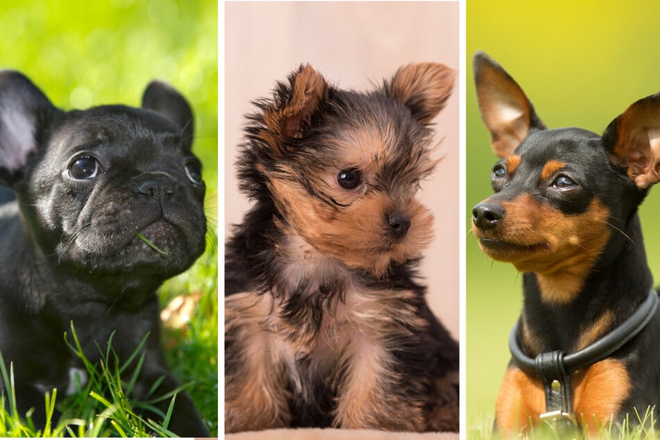 Die acht entdeckten Hundewelpen stammen von den Rassen französische Bulldogge (l.), Yorkshire Terrier (M.) und Zwergpinscher (r.) ab.