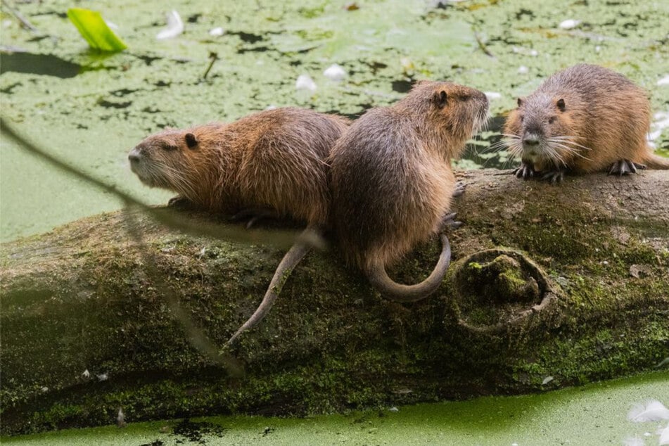 Nutrias verbreiten sich rasant im Südwesten: Tausende Tiere getötet