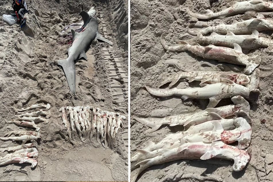 Schnell wurde klar, dass der Hai schwanger gewesen war. In seinem Inneren fand man 23 Junghaie.