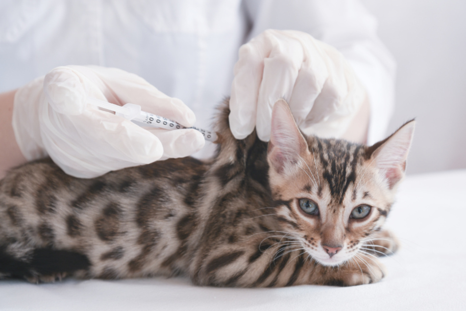 Eine Impfung gegen Katzenschnupfen schützt die Katze vor einem schwerwiegenden Krankheitsverlauf.