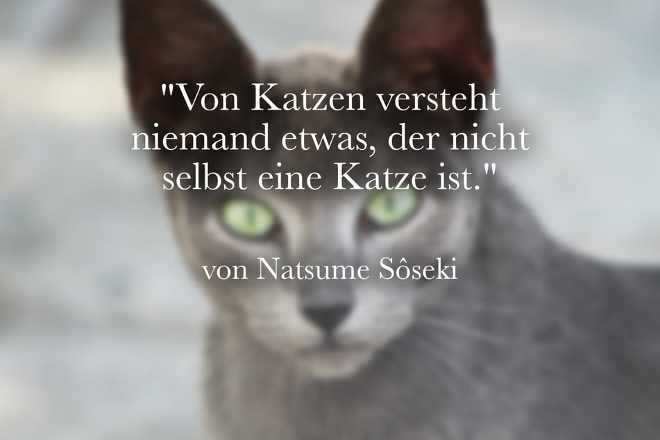 Natsume Sôseki stellte fest: "Von Katzen versteht niemand etwas, der nicht selbst eine Katze ist."