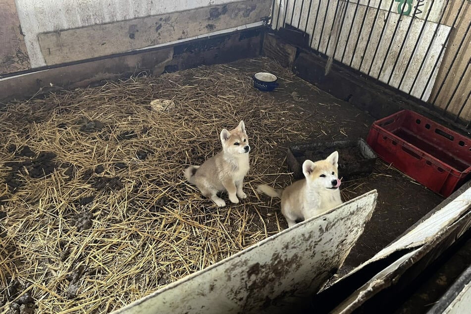 Die verwahrlosten Hunde waren in dreckigen Unterkünften untergebracht.