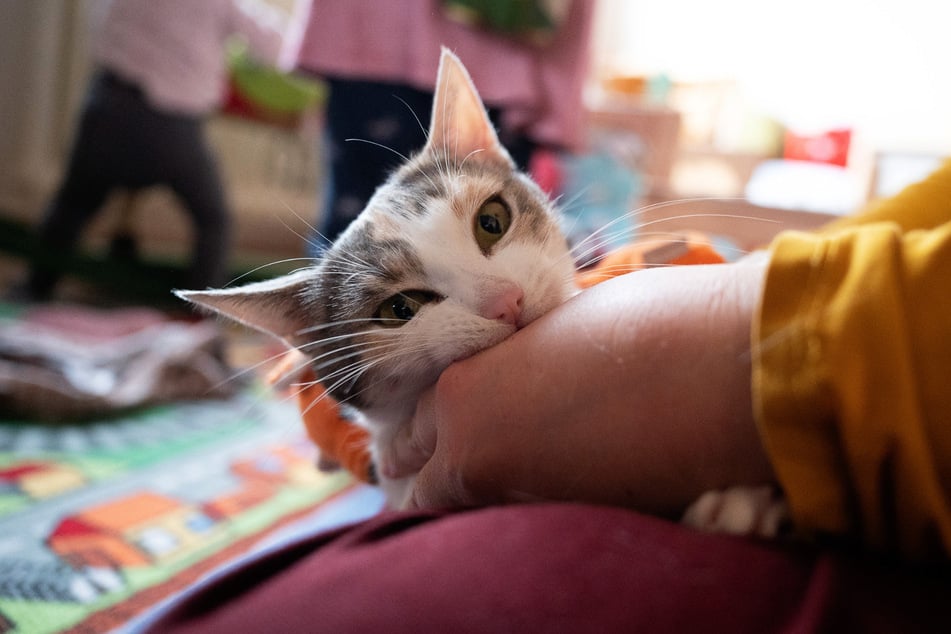 Während Hunde den Impfstoff Permethrin gut vertragen, kann dieser für Katzen tödlich sein.