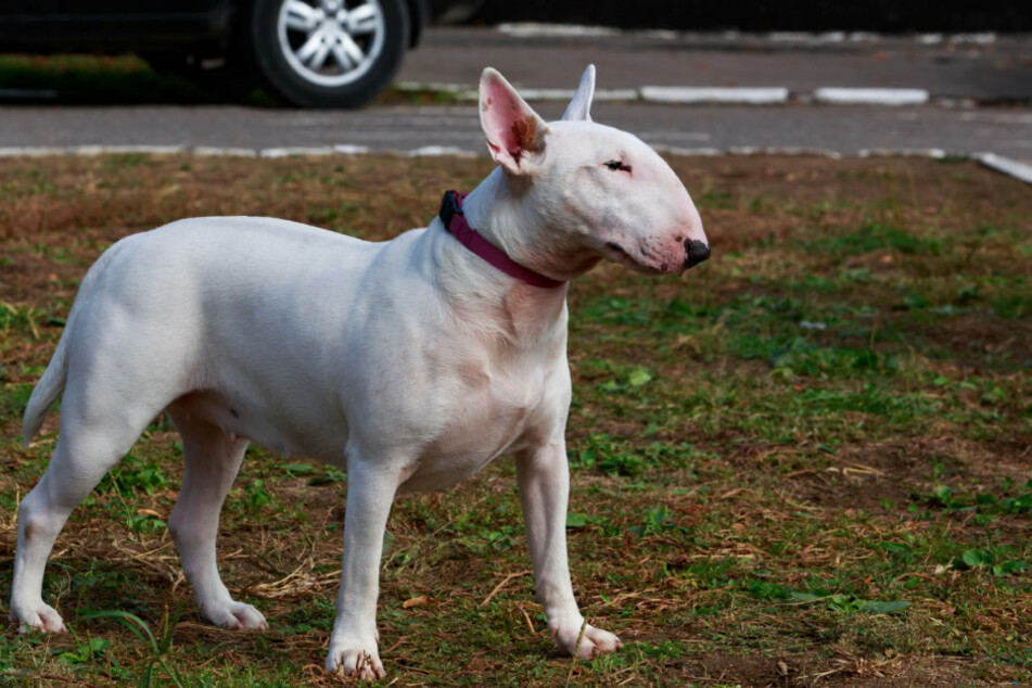 Ein zweijähriges Mädchen ist auf Rügen von einem Bullterrier gebissen und dabei schwer verletzt worden. (Symbolbild)