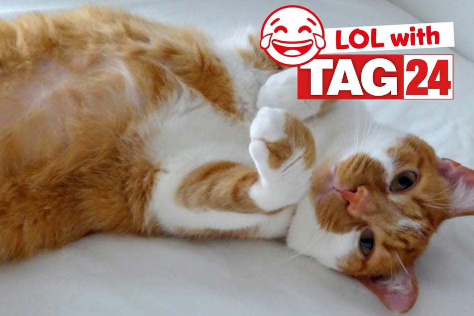 Joke of the Day for August 16, 2025: A cat joke for Caturday!