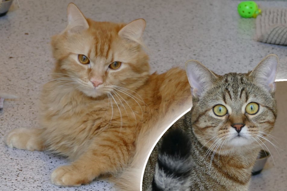 Wenn sich das nicht bessert, droht die Penisamputation: Kater-Duo hofft trotzdem auf Happy End