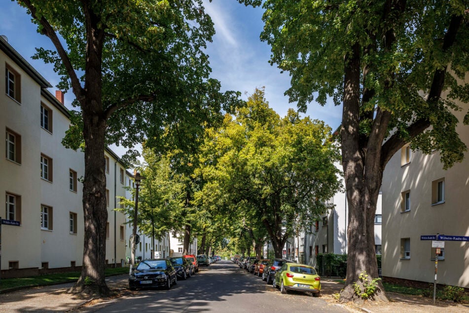 Eine schattige Allee in der Wilhelm-Raabe-Straße Dresden. Die Großstädte kümmern sich nachhaltiger um den Baumbestand als die Landkreise.