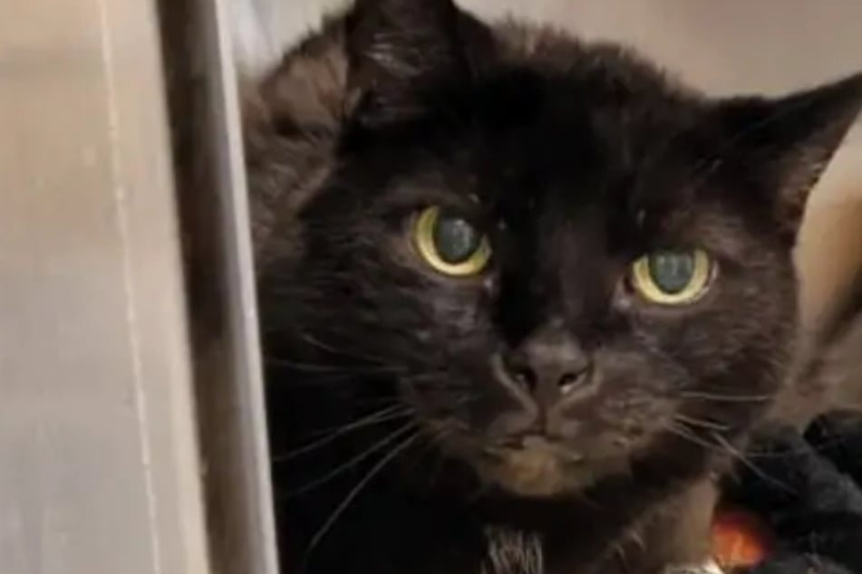 Sie lässt sich von ihrer Blindheit nicht stoppen: Wer hat ein Herz für Katze Kiki?
