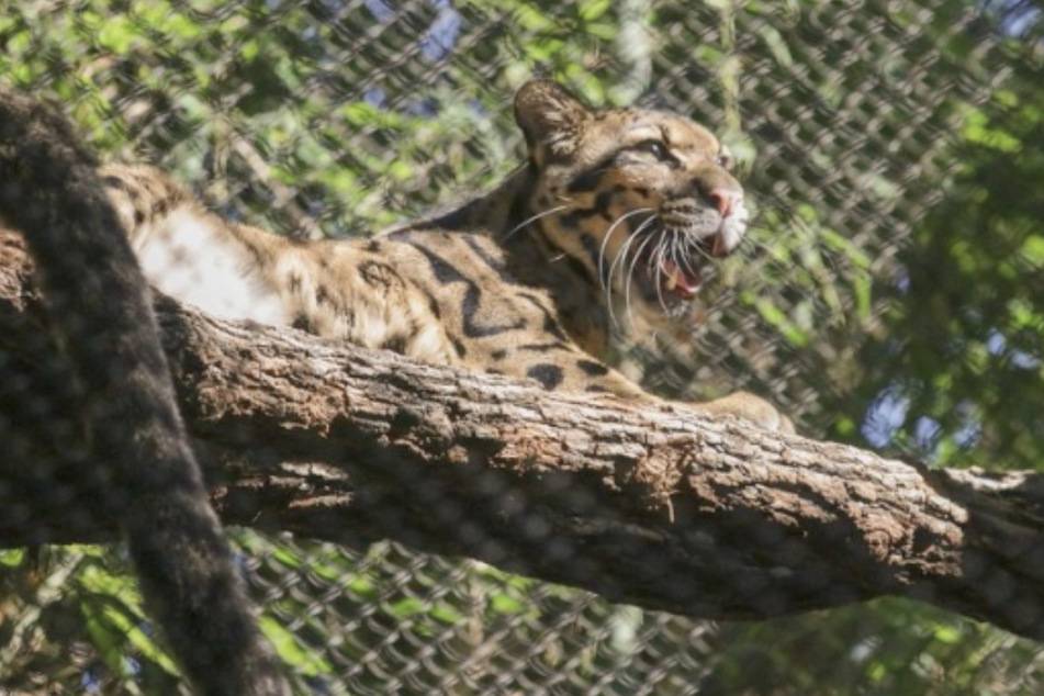 Nova, a 25-pound clouded leopard, is back in her enclosure after briefly going missing on Friday.