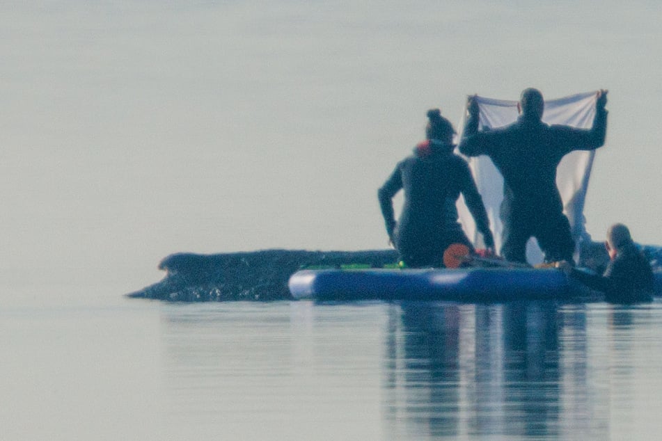 Wendung im Fall Timmy: Wal versucht zu schwimmen und kommt ein Stück vorwärts!