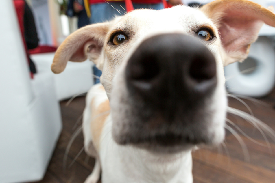 If your dog's nose has gone dry, it might be time for a quick checkup at the vet.